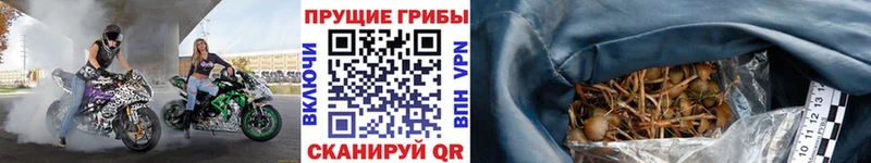 что такое   Мурино  Галлюциногенные грибы Cubensis 